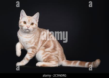 Handsome silver creme tabby American Shorthair cat kitten, sitting side ways. Looking towards camera with orange eyes. One paw playful in air. Isolate Stock Photo