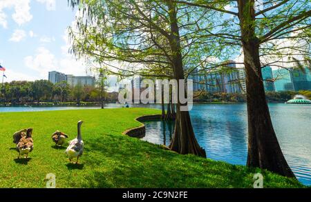 Ducks on a green meadow in Lake Eola Park, Orlando. Florida, USA Stock Photo
