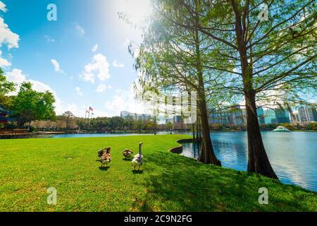 Ducks on a green meadow in Thornton park, Orlando. Florida, USA Stock Photo