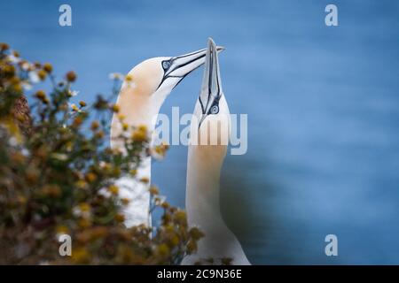 A pair of gannets (Morus bassanus) with a nest in the vegetation carry out the typical billing greeting before parting