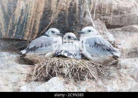 Three young kittiwake chicks (Rissa tridactyla) sit in their nest on the Northumberland cliffs Stock Photo