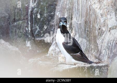 Fish in the beak is the highlight of this adult razorbill (Alca torda) freshly back from its fishing trip Stock Photo