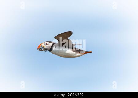 A puffin (Fratercula arctica) flies overhead bringing its beak full of sand eels back to its nest Stock Photo