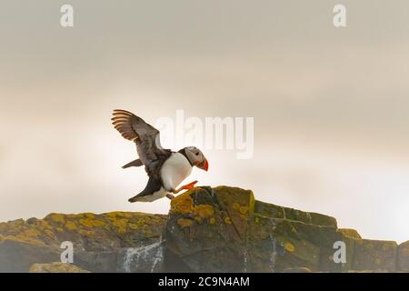 A puffin (Fratercula arctica) lands on the rocks of the cliffs at sunset Stock Photo