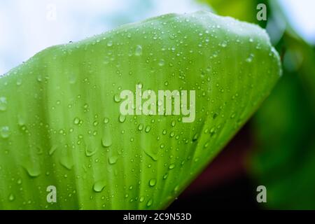 close up detail and texture of banana leaf with drops Stock Photo