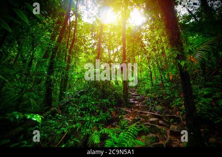 Dirt path in Basse Terre jungle in Guadeloupe. Lesser Antilles