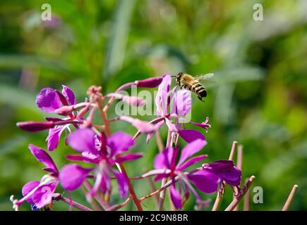 Bee collecting pollens from a purple flower, want to get hunny Stock Photo