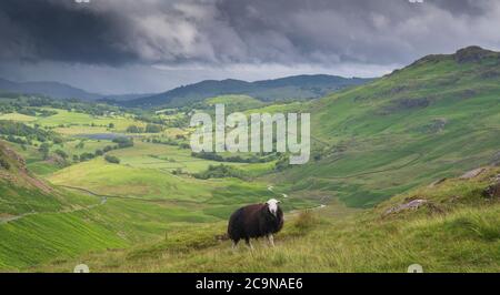 Herdwick sheep grazing on Wrynose Pass overlooking Little Langdale in the English Lake District after a thunder shower has past by. Cumbria, UK. Stock Photo