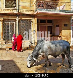 Dayly life of Indian old town Jaisalmer. People and cows on the streets. Rajastan Feb 2013. India Stock Photo