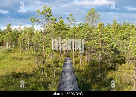 Wooden path in beautiful pine tree forest Stock Photo