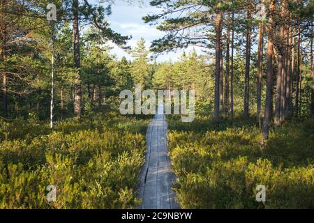 Wooden path in beautiful pine tree forest Stock Photo