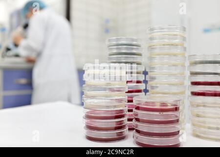 Selective focus of stack of petri dish with blurred male scientist working on a microscope on a microbiology laboratory background. Stock Photo