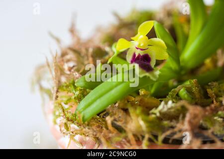 Beautiful rare mini orchid in a pot on a white window. Selective focus. Place for text Stock Photo