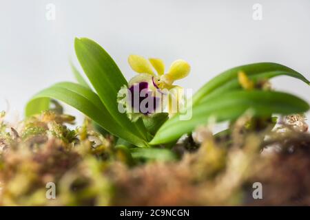 Beautiful rare mini orchid in a pot on a white window. Selective focus. Place for text Stock Photo