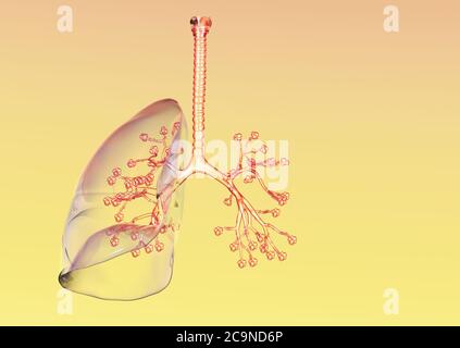 Illustration of alveoli Stock Photo - Alamy