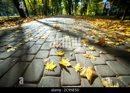 Close up of big yellow maple leaves laying on pedestrian sidewalk in autumn park. Stock Photo