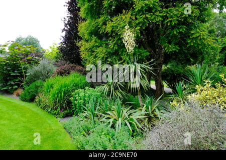 Flowering yucca in an English garden - John Gollop Stock Photo