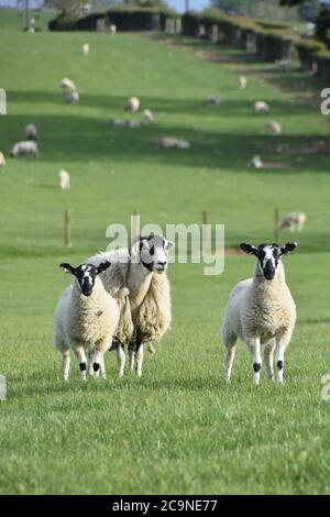 Swaledale Ewe with twin North of England Mule Lambs in Cumbria, UK Stock Photo