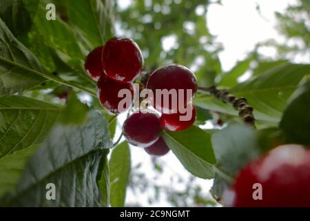 Ripe cherries hang on the tree between green leaves Stock Photo