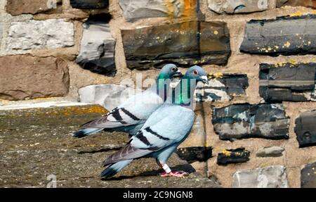 Two wild pigeons are standing on a wall with gob hewn natural stones Stock Photo