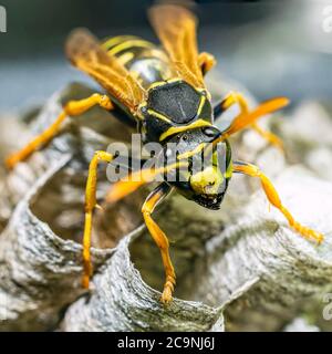 Macro closeup of a wasps' nest with the wasps sitting and protecting the nest and brood Stock Photo