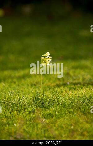 yellow flowering Primula veris standing alone in green grass Stock Photo