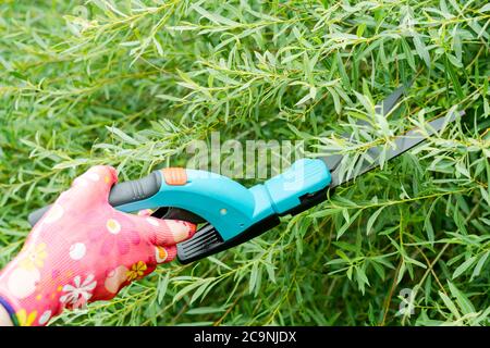 Seasonal pruning trees with pruning shears. Female gardener hand in protective gloves pruning tree leaves with pruning shears. Taking care of garden w Stock Photo