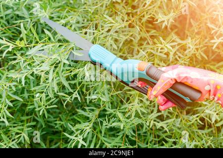 Seasonal pruning trees with pruning shears. Female gardener hand in protective gloves pruning tree leaves with pruning shears. Taking care of garden w Stock Photo