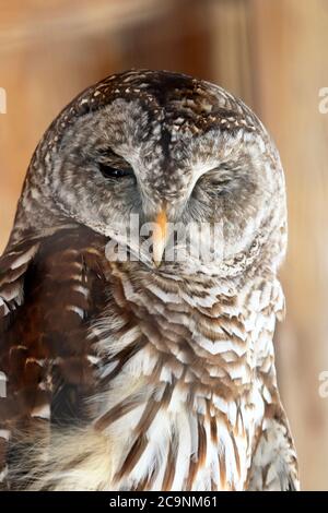 A Northern Barred Owl, Strix varia, resting. Popcorn Park Zoo, Forked River, New Jersey, USA Stock Photo