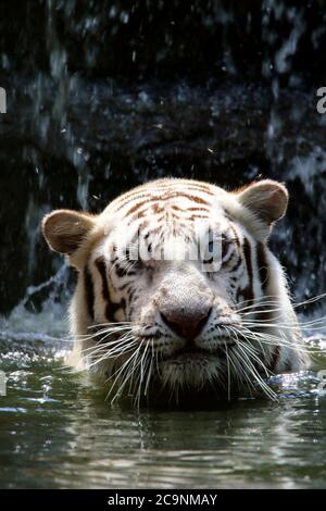 A blind White Bengal Tiger enjoying the water at Popcorn Park Zoo, Forked River, New Jersey, USA. Stock Photo