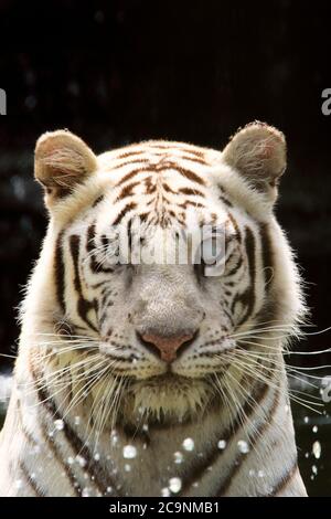 A blind White Bengal Tiger enjoying the water at Popcorn Park Zoo, Forked River, New Jersey, USA. Stock Photo