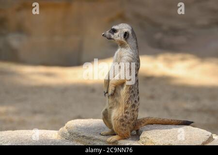 The meerkat stands on a stone and looks around Stock Photo