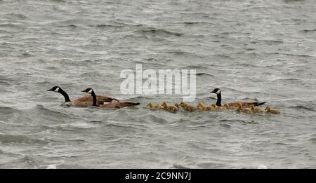 Canada Geese and gaggle of goslings swimming through choppy water on Rice Lake in Southern Ontario Stock Photo