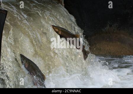 Chinook Salmon jumping at Bowmanville Ontario fish ladder migrating from Lake Ontario to spawn Stock Photo