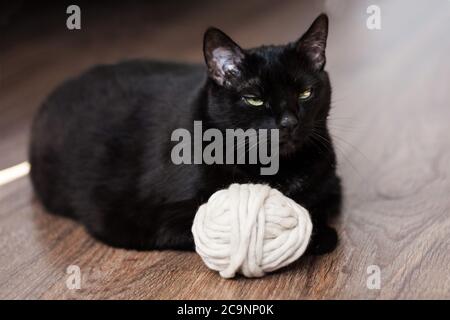 black cat next to a ball of white acrylic yarn for knitting on a wooden floor Stock Photo