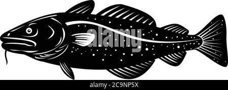 Woodcut style illustration of an Atlantic cod Gadus morhua, a benthopelagic fish of the family Gadidae commercially known as cod or codling viewed fro Stock Vector