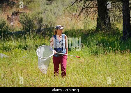 A scientist and naturalist searches summer butterflies in a meadow in the Cascade Mountains of central Oregon. Stock Photo