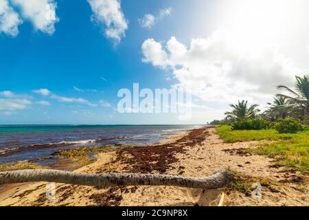 Autre bord beach in Guadeloupe, French west indies. Lesser Antilles, Caribbean sea Stock Photo