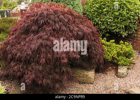 Japanese maple lace leaf, low growing shrub in a rock garden Stock Photo