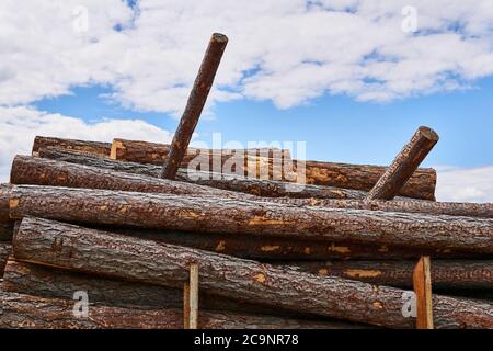 pine logs are stacked in a woodyard before processing or transportation Stock Photo