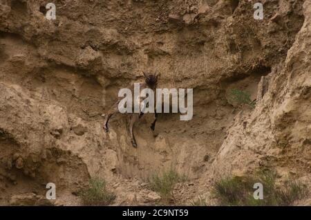 Iberian wild goat (Capra pyrenaica) jumping in the desert (Tabernas Desert, Almería, Spain) Stock Photo