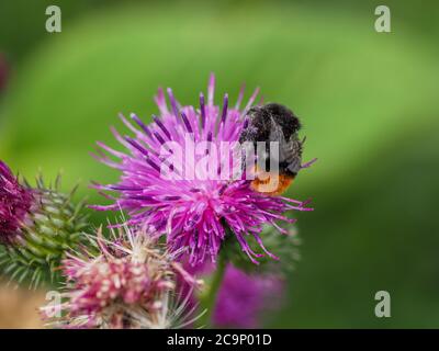 Close-up of humblebee on thistle blossom Stock Photo