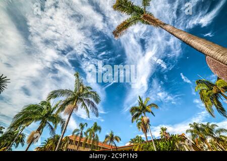 Cloudy sky over palm trees in Santa Barbara. Southern California, USA Stock Photo