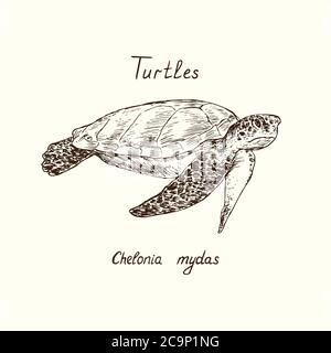 Tutles collection, green sea turtle (Chelonia mydas) hand drawn doodle, drawing sketch in gravure style