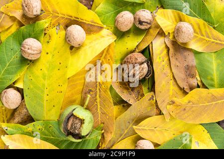 ripe walnuts on background of walnut leaves autumn crop concept Stock Photo
