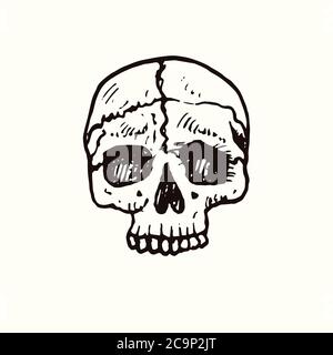 Human skull front view, hand drawn doodle, drawing, sketch illustration, design element Stock Photo