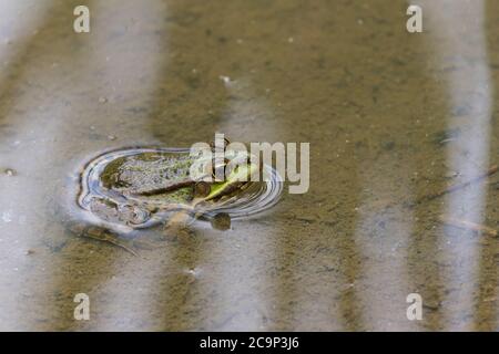 Marsh frog (Rana ridibunda) Brown and green with dark markings pointed face close set eyes with vocal sacs on males. Low water level summer 2020 hot. Stock Photo