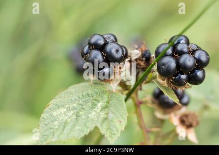 Blackberries on bramble (Rubus fruiticosus agg) fruit of scrambling shrubs from white or pink flowers. Sharp thorny prickles on arching stems. Stock Photo