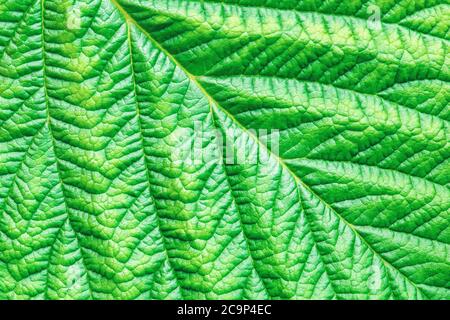 green textured leaf macro close up photo, abstract botanical background Stock Photo