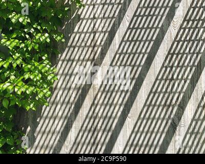Concrete cement wall with sun light shadow and green leaves Stock Photo